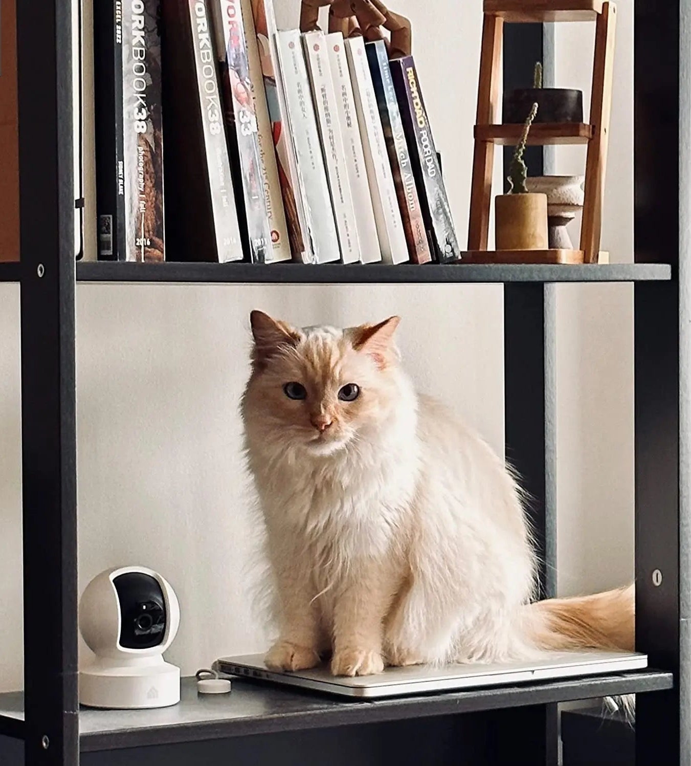 Kasa Indoor Pan/Tilt Smart Security Camera, 1080P HD Dog-Camera,2.4Ghz with Night Vision,Motion Detection for Baby and Pet Monitor, Cloud & SD Card Storage, Works with Alexa& Google Home (EC70), White